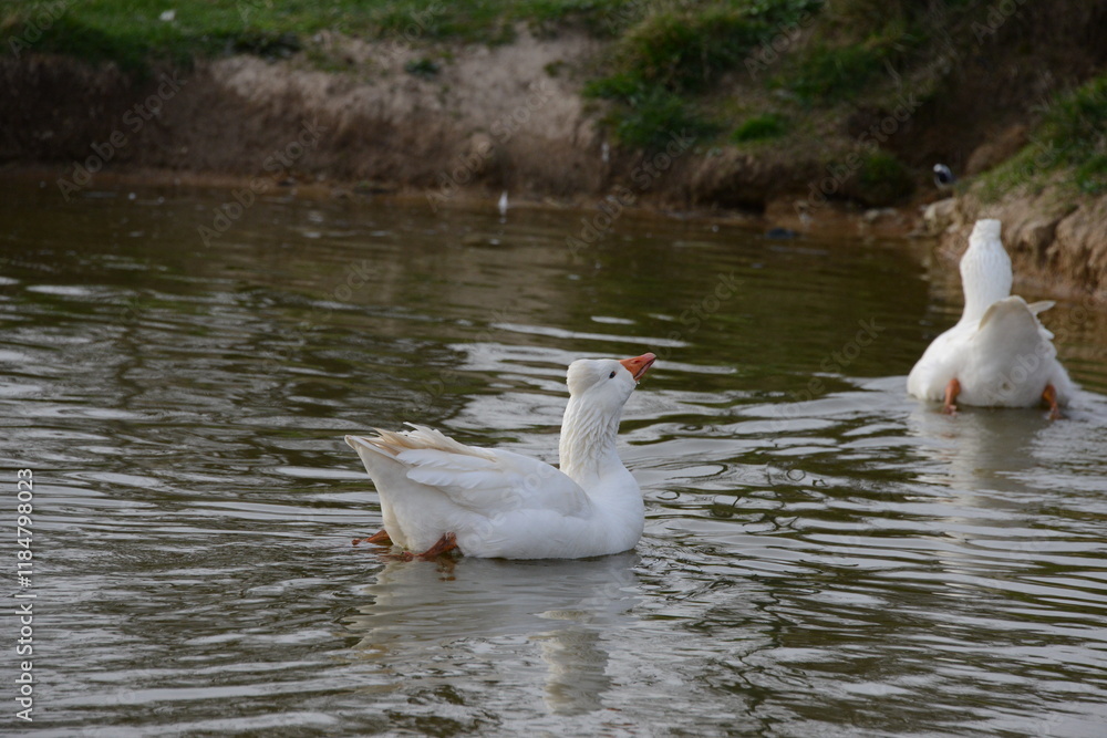 White Domestic Geese Grazing and Bathing. Authentic, unedited documentary photograph of white domestic geese engaged in natural behaviors - grazing and bathing. White Domestic Geese Grazing and Bathing. Authentic, unedited documentary photograph of white domestic geese engaged in natural behaviors - grazing and bathing.