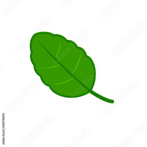 Kaffir lime leaves Herbs for health for cooking vector illustration (6)