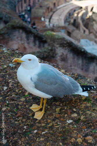 A seagull in the Colosseum