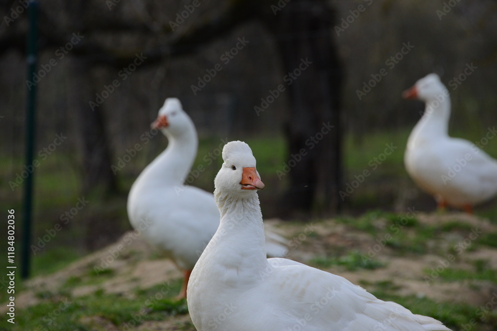 White Domestic Geese Grazing and Bathing. Authentic, unedited documentary photograph of white domestic geese engaged in natural behaviors - grazing and bathing. White Domestic Geese Grazing and Bathing. Authentic, unedited documentary photograph of white domestic geese engaged in natural behaviors - grazing and bathing.