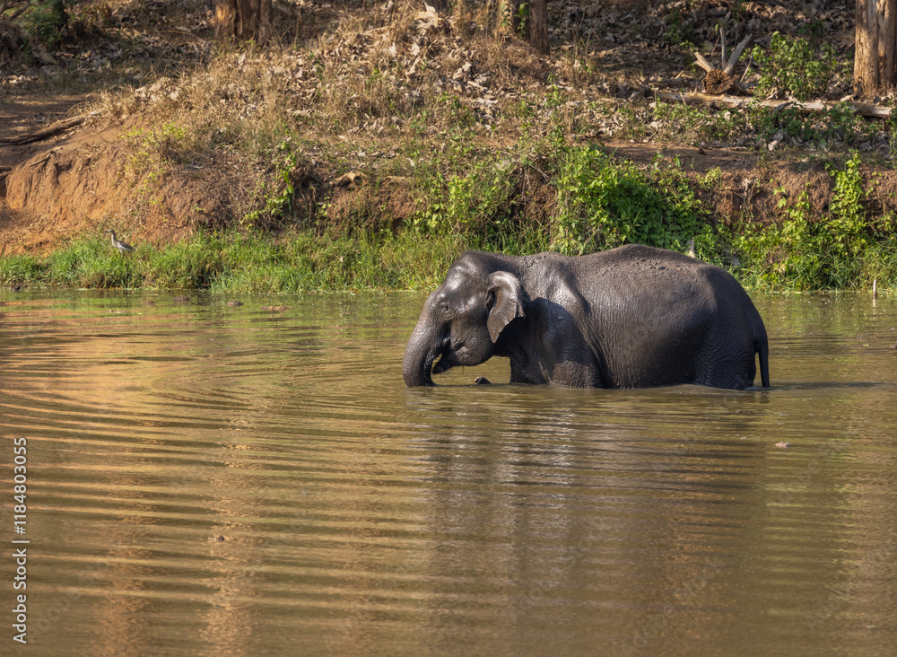A Wild Elephant taking bath in a water body inside Nagarhole National Park (India) A Wild Elephant taking bath in a water body inside Nagarhole National Park (India)