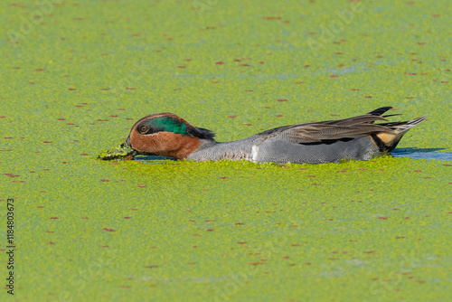 Green-winged Teal swimming in marsh cover with Duckweed photo