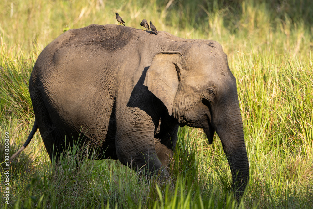 Fototapeta premium A Young Elephant roams in a grassland patch of Nagarhole National Park (India)