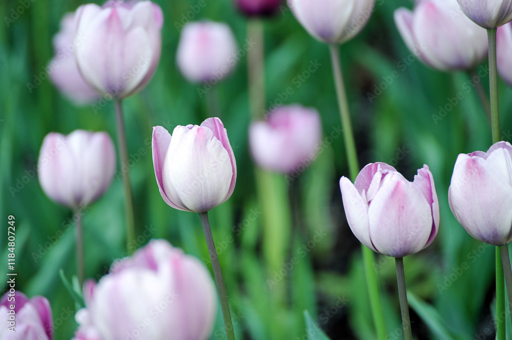 Obraz premium purple tulip background