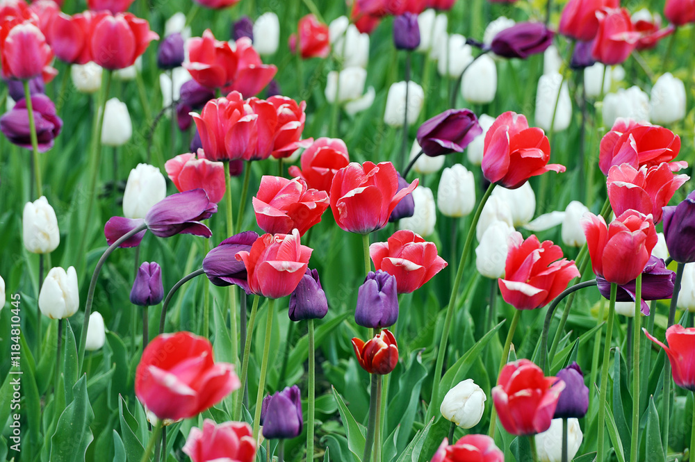 spring tulip bloom - field of colorful tulips spring tulip bloom - field of colorful tulips