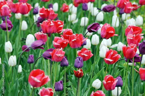 spring tulip bloom - field of colorful tulips
