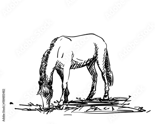 One grazing horse, Hand drawn illustration of horse eating grass, Vector sketch