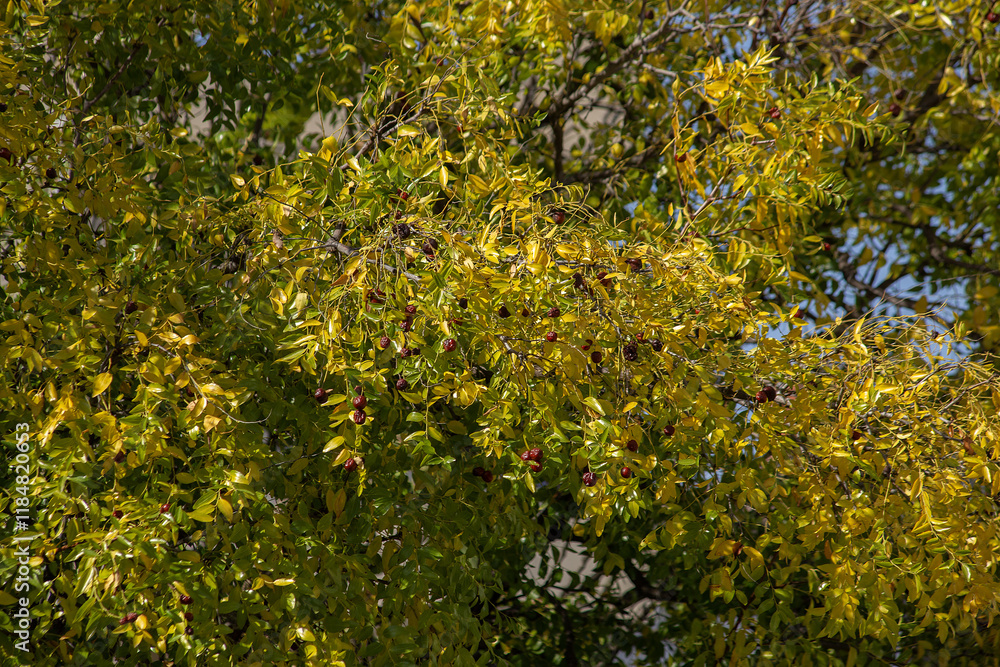 Autumn background from yellow green leaves of a decorative tree with red overripe berries. High quality photo Autumn background from yellow green leaves of a decorative tree with red overripe berries. High quality photo