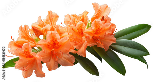 orange lily isolated on white