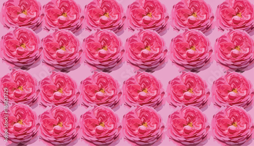 Abstract of damask rose background. Rosa damascena, Damascus rose or Persian, Bulgarian, Taif, Isfahan or Castilian rose, is a hybrid of Rosa gallica and Rosa moschata roses. Vector for design.
