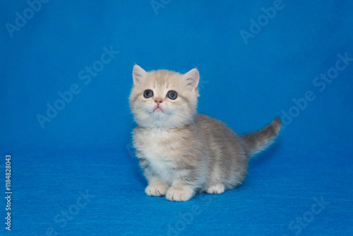 Tableau sur toile Grey Scottish kitten, munchkin