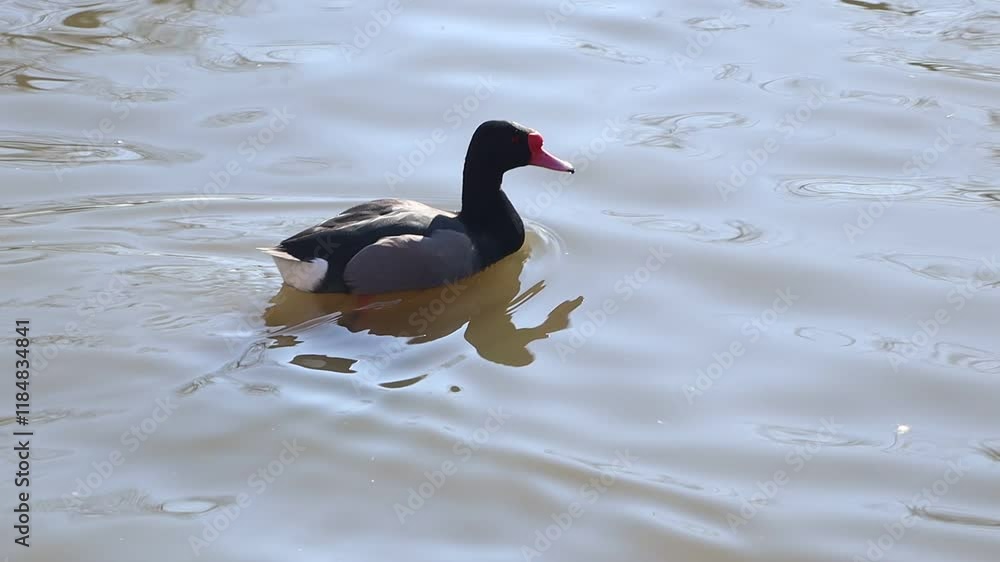 A Moorhen is gracefully Swimming in the Calm Waters of a serene natural habitat A Moorhen is gracefully Swimming in the Calm Waters of a serene natural habitat