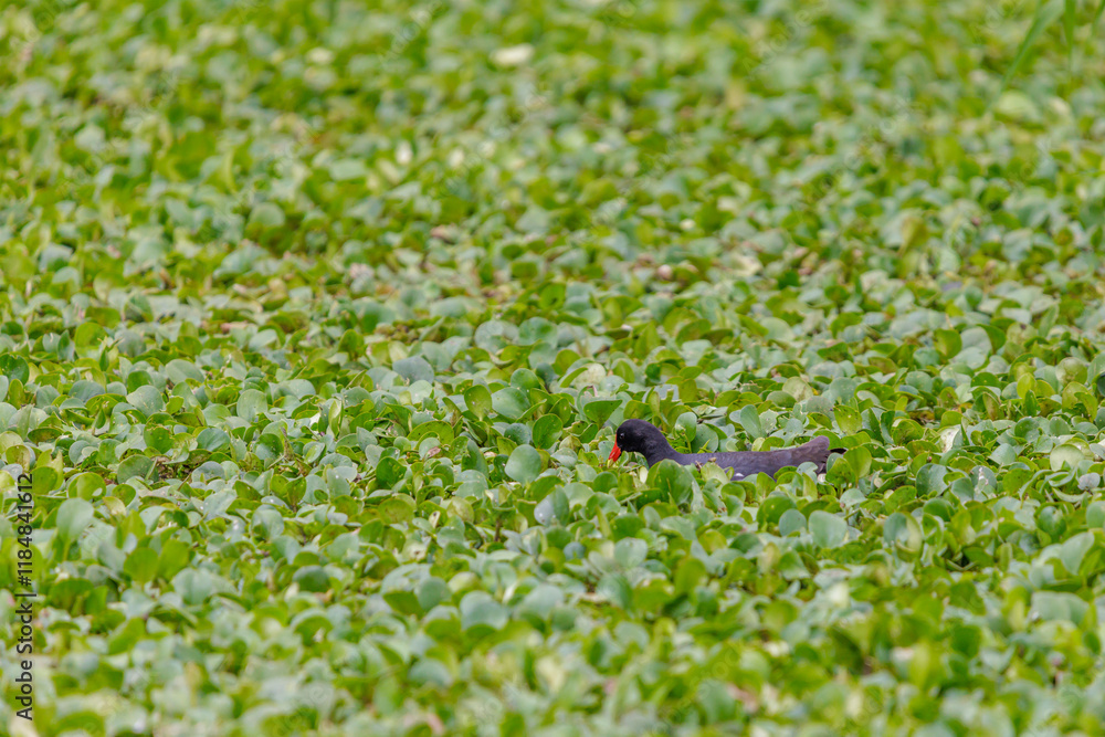 Fototapeta premium Common Gallinule (Gallinula galeata) swimming in a lagoon full of vegetation.