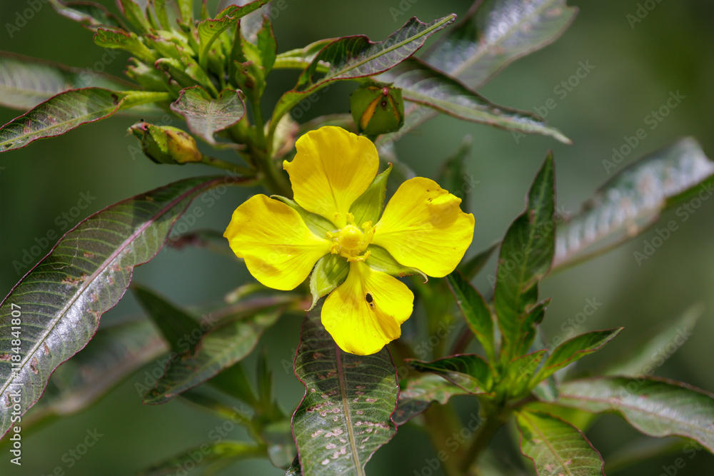 Water Peach Blossom (Ludwigia elegans) Water Peach Blossom (Ludwigia elegans)