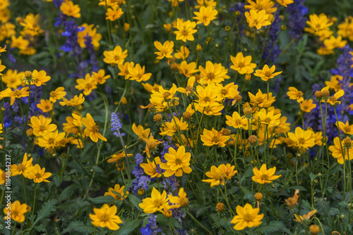 Whorled tickseed Grandiflora. Bright yellow flowers with a deeper yellow center photo