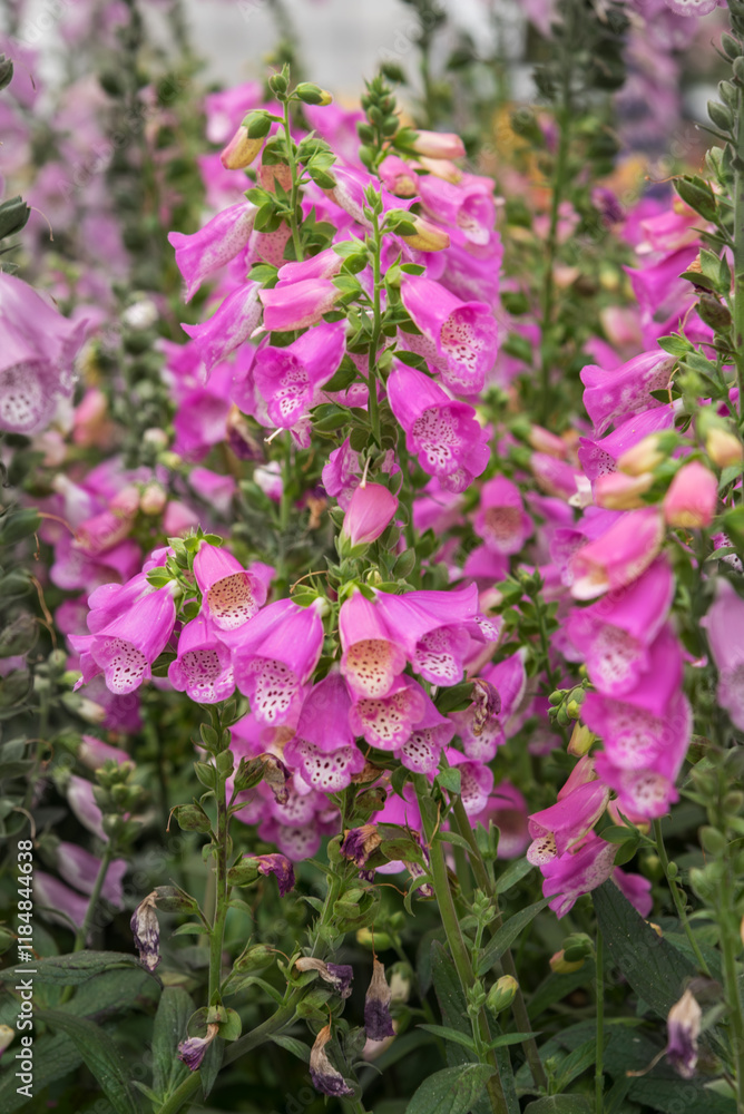 Foxglove Pink Panther. Bubblegum pink, tubular flowers with adorable speckled centers grow up along tall stems Foxglove Pink Panther. Bubblegum pink, tubular flowers with adorable speckled centers grow up along tall stems