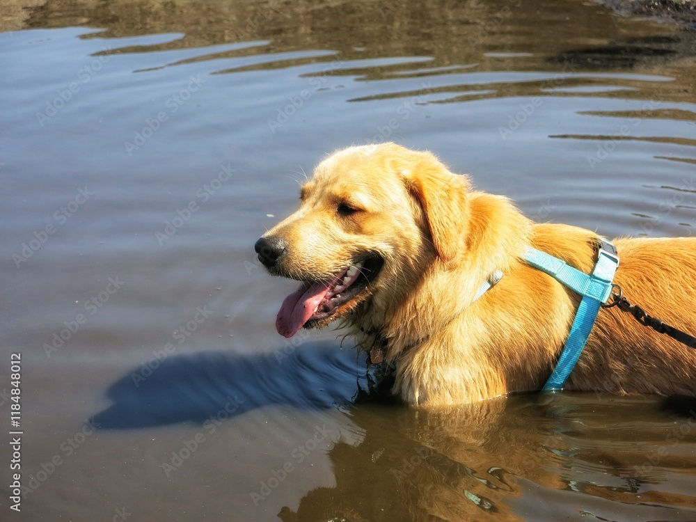 Happy Golden Retriever Pet Dog Wading in Water Happy Golden Retriever Pet Dog Wading in Water