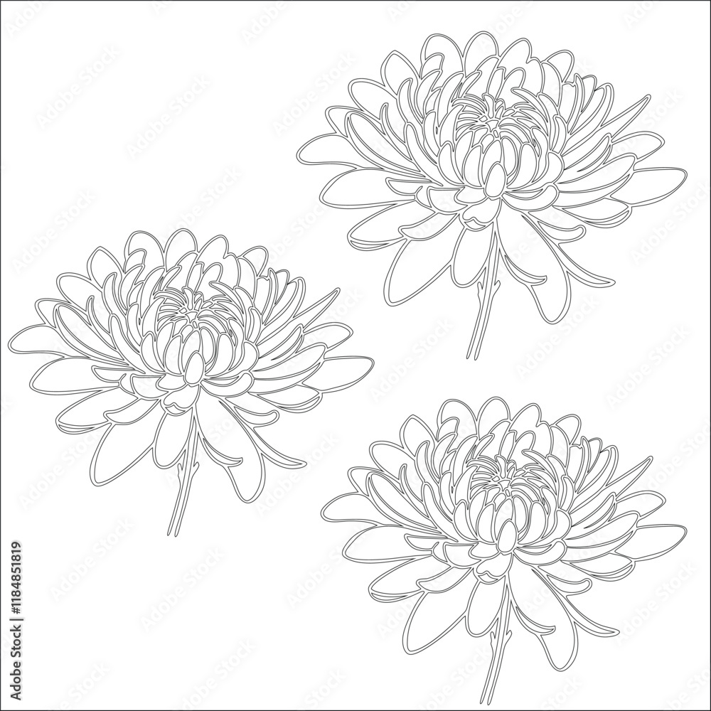 Simple outline drawing of a chrysanthemum, perfect for coloring, crafting, and educational use Simple outline drawing of a chrysanthemum, perfect for coloring, crafting, and educational use