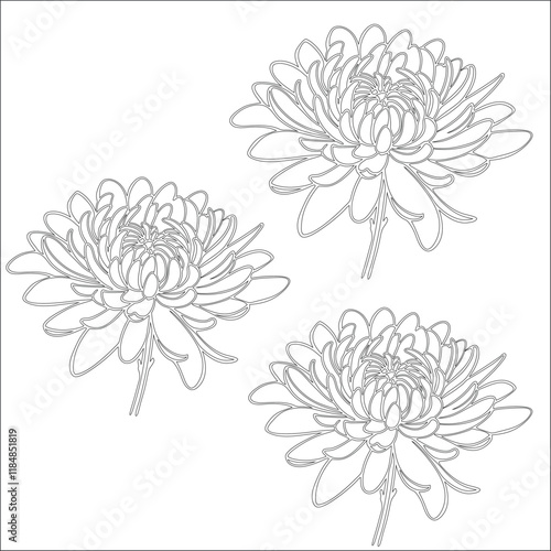 Simple outline drawing of a chrysanthemum, perfect for coloring, crafting, and educational use