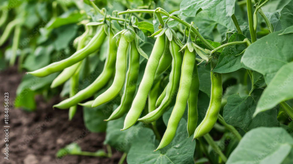 Fresh green beans hanging from plants in a lush garden during summer harvesting season Fresh green beans hanging from plants in a lush garden during summer harvesting season