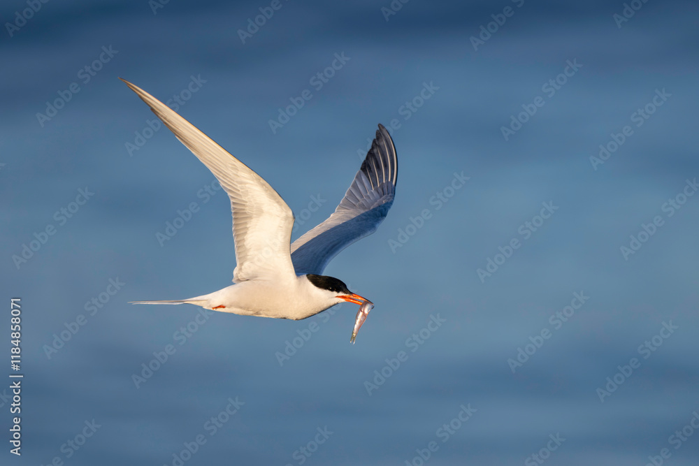 Tern in Flight Tern in Flight
