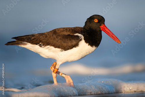 American Oystercatcher
