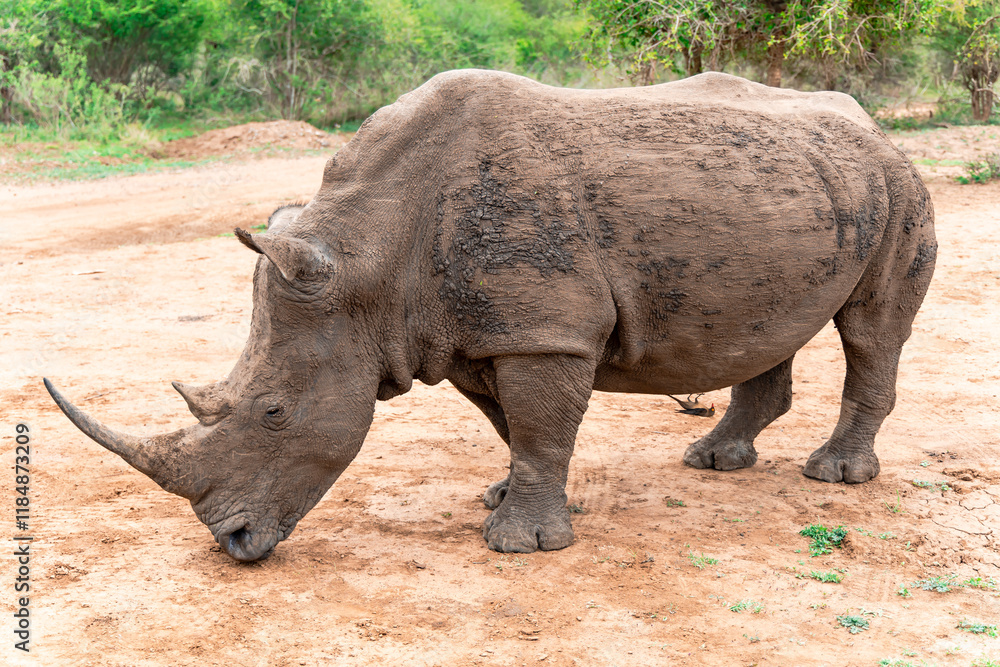 A rare black African rhinoceros in Hlane National Park, or Royal Hlane National Park, is located in northeastern Swaziland, Africa A rare black African rhinoceros in Hlane National Park, or Royal Hlane National Park, is located in northeastern Swaziland, Africa