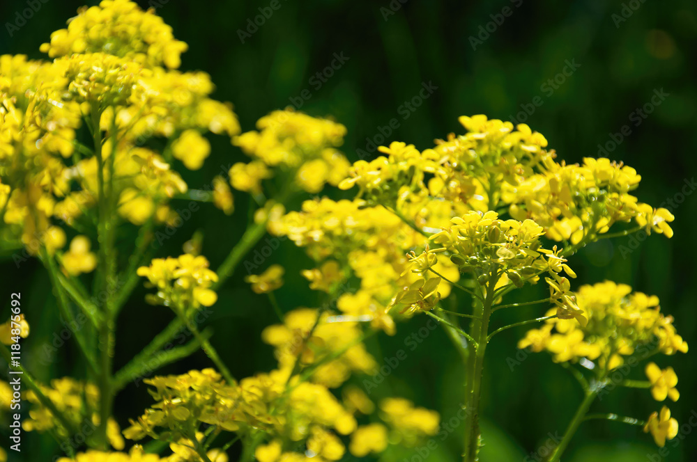 A bunch of yellow flowers with green leaves. A bunch of yellow flowers with green leaves.