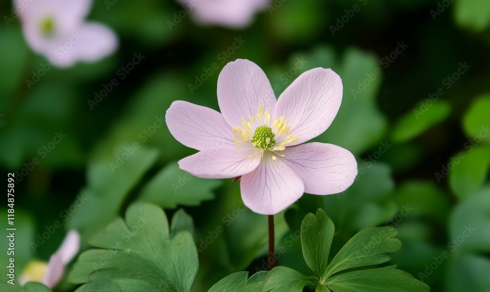 Pale pink flower, green foliage, natural setting. Pale pink flower, green foliage, natural setting.