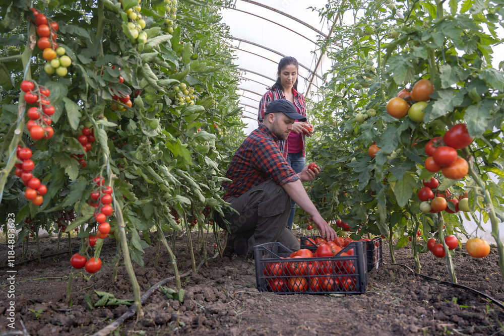 Fototapeta premium Friendly team harvesting fresh tomatoes from the greenhouse garden