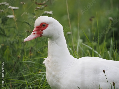 Authentic, unedited documentary photographs of Muscovy ducks (Cairina moschata) in a natural farm setting. Real-life capture showing traditional poultry breeding. photo