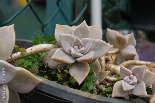 Succulent Graptopetalum paraguayense in black pot in garden by metal fence. Common names include mother-of-pearl-plant and ghost plant. photo