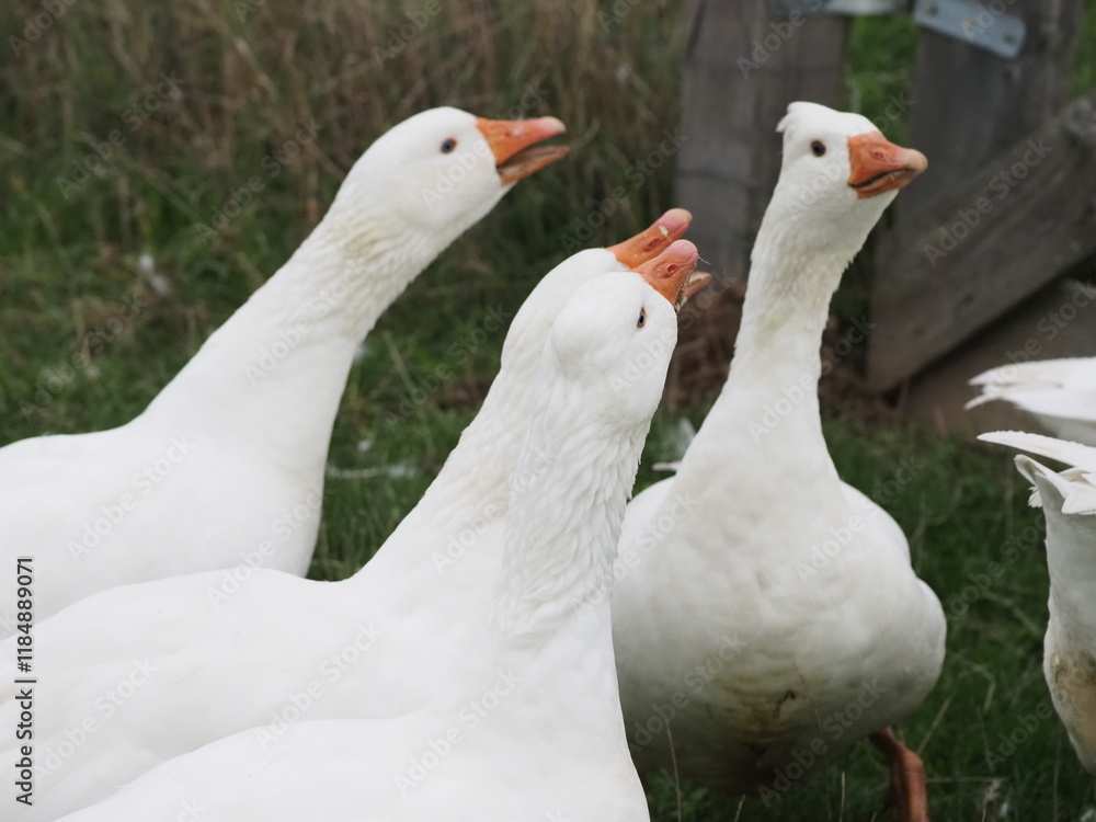 Authentic, unedited documentary photographs capturing a flock of white meat geese (Anser anser f. domestica) grazing on a natural meadow. Authentic, unedited documentary photographs capturing a flock of white meat geese (Anser anser f. domestica) grazing on a natural meadow.
