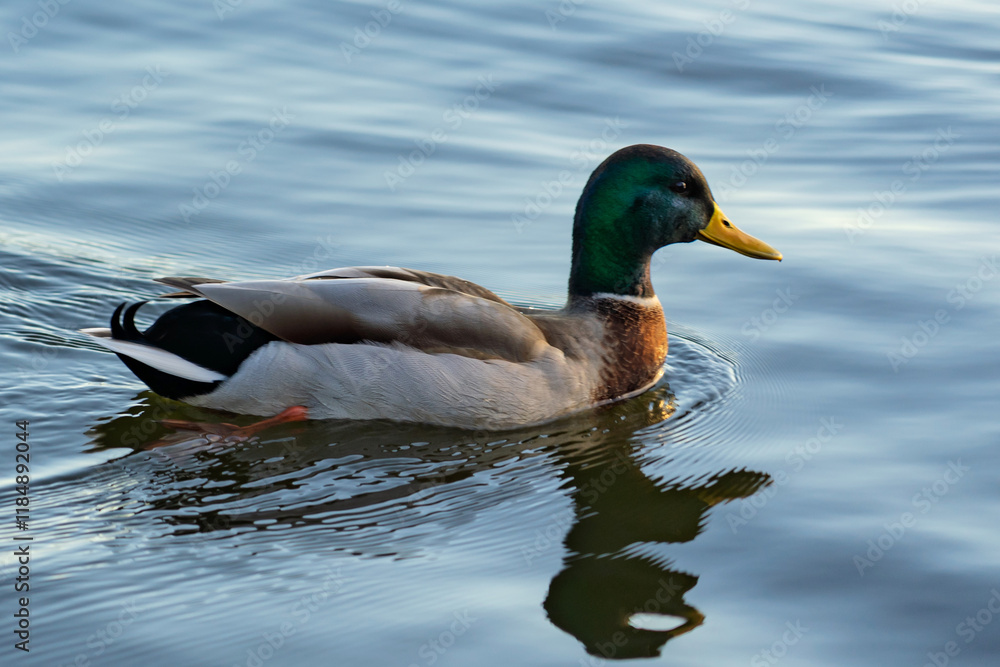 Mallard duck swimming gracefully on a calm lake in the evening light Mallard duck swimming gracefully on a calm lake in the evening light