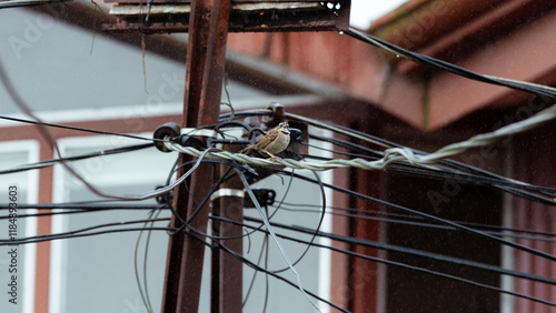 Sparrow perched on electric wires in a rainy urban scene