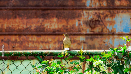 Costa Rican clay-colored thrush perched on a fence
