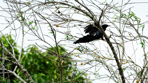 Grackle landing on a tree branch in tropical forest