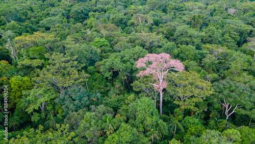 Amazon rain Forest Mato Grosso 