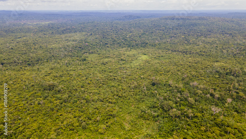 Amazon rain forest Mato Grosso