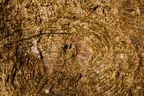 bark of a tree close up photo