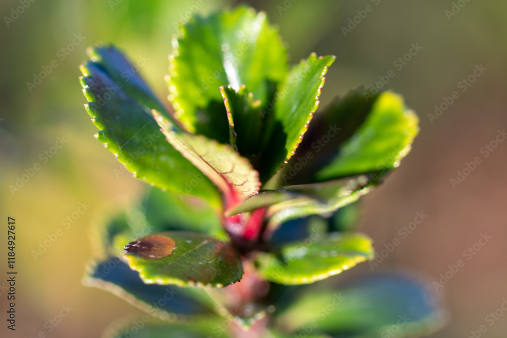 close up of a evergreen bush lush greenery close up of a evergreen bush lush greenery