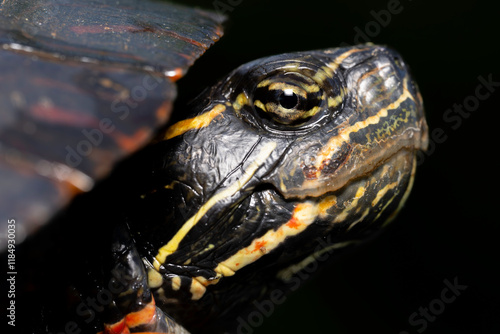 Painted turtle (Chrysemys picta)