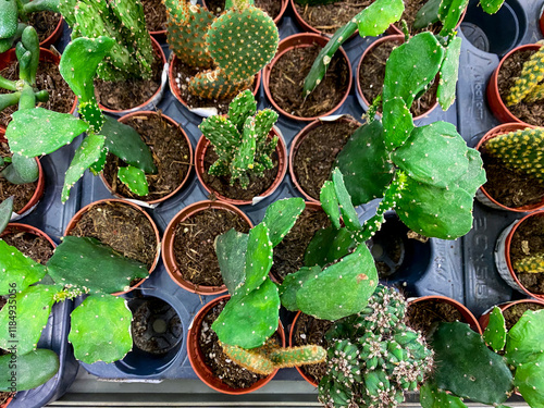 In the pots, you can find a wide variety of different types of cactus, showcasing their unique shapes and characteristics that make them popular houseplants among many people photo