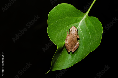 Spring Peeper (Pseudacris crucifer) photo