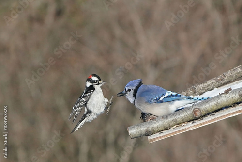 Blue Jays scrapping with male Downy woodpecker photo