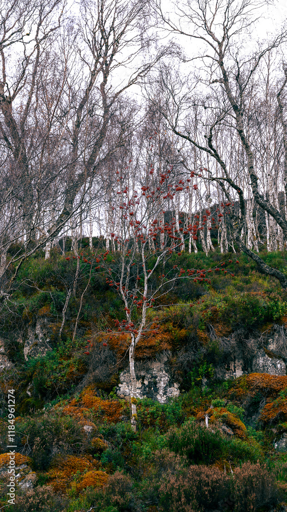 Vibrant autumn landscape with red berries in Scotland, UK, captured on 2024-11-03. Vibrant autumn landscape with red berries in Scotland, UK, captured on 2024-11-03.