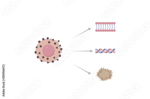 Oxidative stress. Free radicals cause oxidation of the cellular membrane proteins and lipids, and damage of the cellular components. Vector scientific illustration.