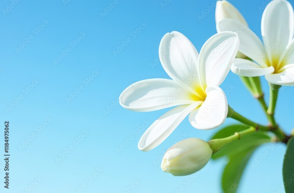 Fototapeta premium Jasmine flowers on blue sky background for design purposes