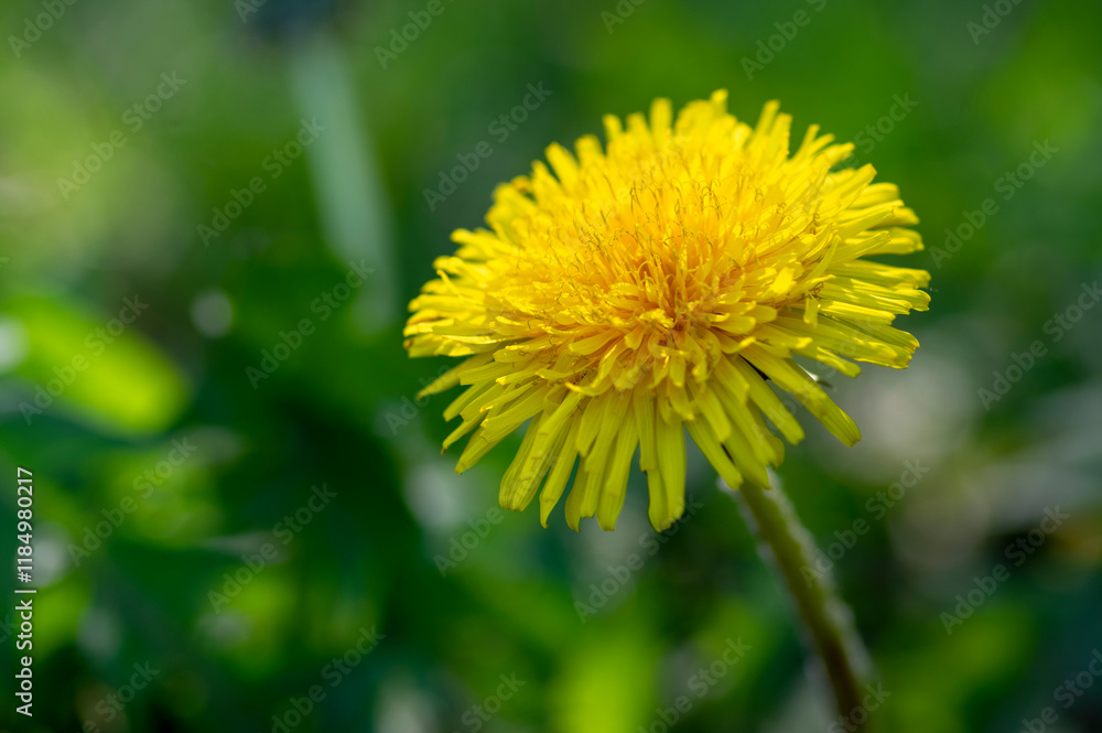 Common dandelion Taraxacum officinale yellow flowers in bloom, common lawn flowering plant Common dandelion Taraxacum officinale yellow flowers in bloom, common lawn flowering plant