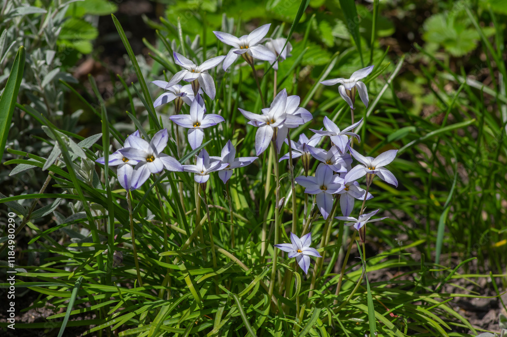 Fototapeta premium Ipheion uniflorum spring starflower flowers in bloom, small light blue white bulbous springtime flowering plant